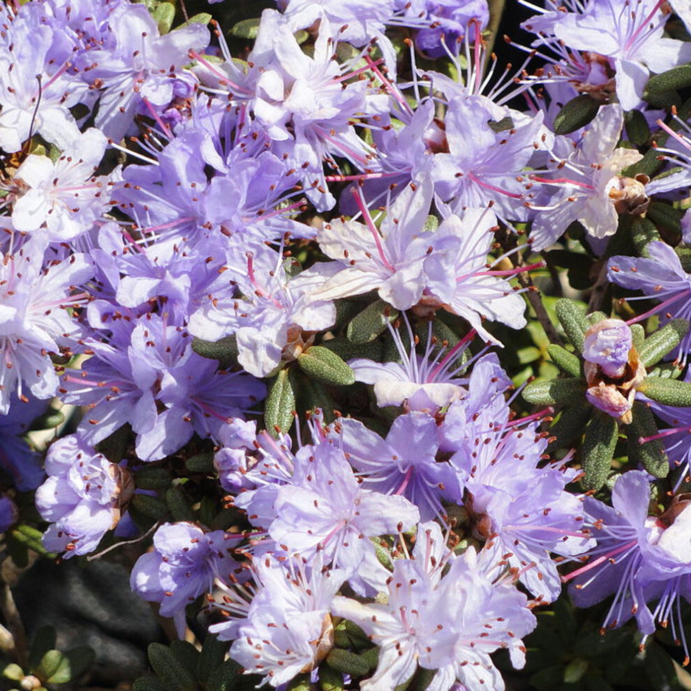 Rhododendron 'Impeditum' Evergreen Hardy Compact Garden Shrub Plant | 9cm Pot