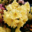 Gardeners Dream Rhododendron Golden Wonder (9cm) 1