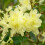 Gardeners Dream Rhododendron Golden Wonder (9cm) 2