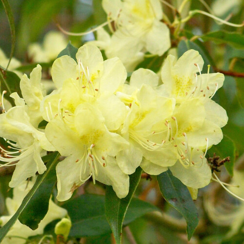 Gardeners Dream Rhododendron Golden Wonder (9cm) 1