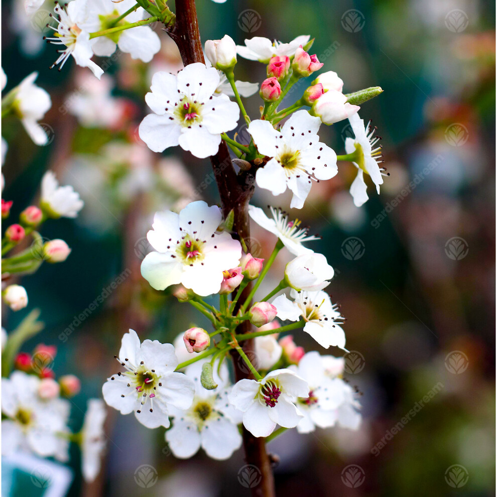 Gardeners Dream Pyrus Calleryana Chanticleer | Ornamental Pear | Garden Tree | 5-6Ft