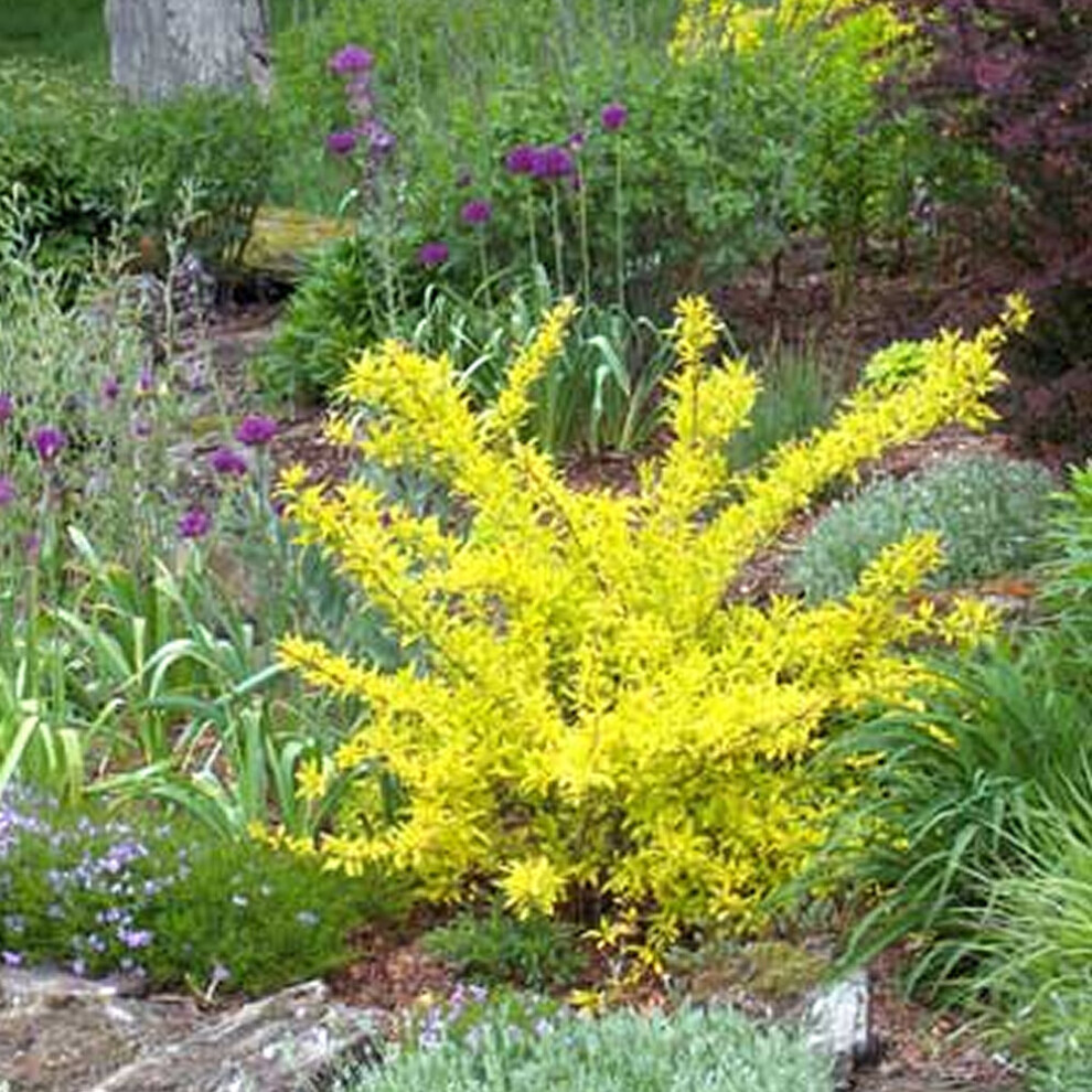 1 X FORSYTHIA 'GOLDEN TIMES' DECIDUOUS SHRUB HARDY GARDEN PLANT IN POT