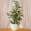 Gardeners Dream Ficus benjamina Starlight (12cm) V2 1