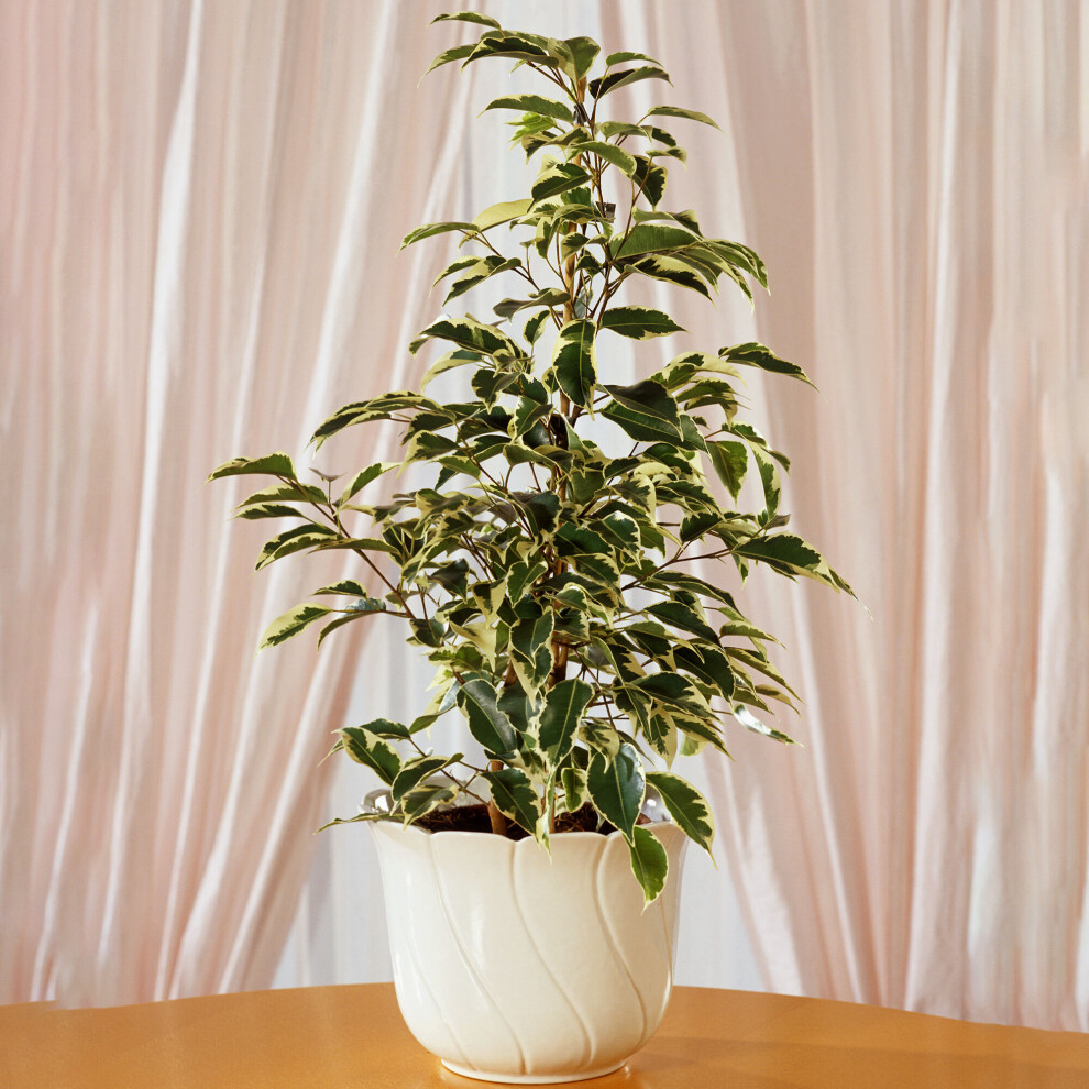 Gardeners Dream Ficus Benjamina Starlight (12Cm) V2
