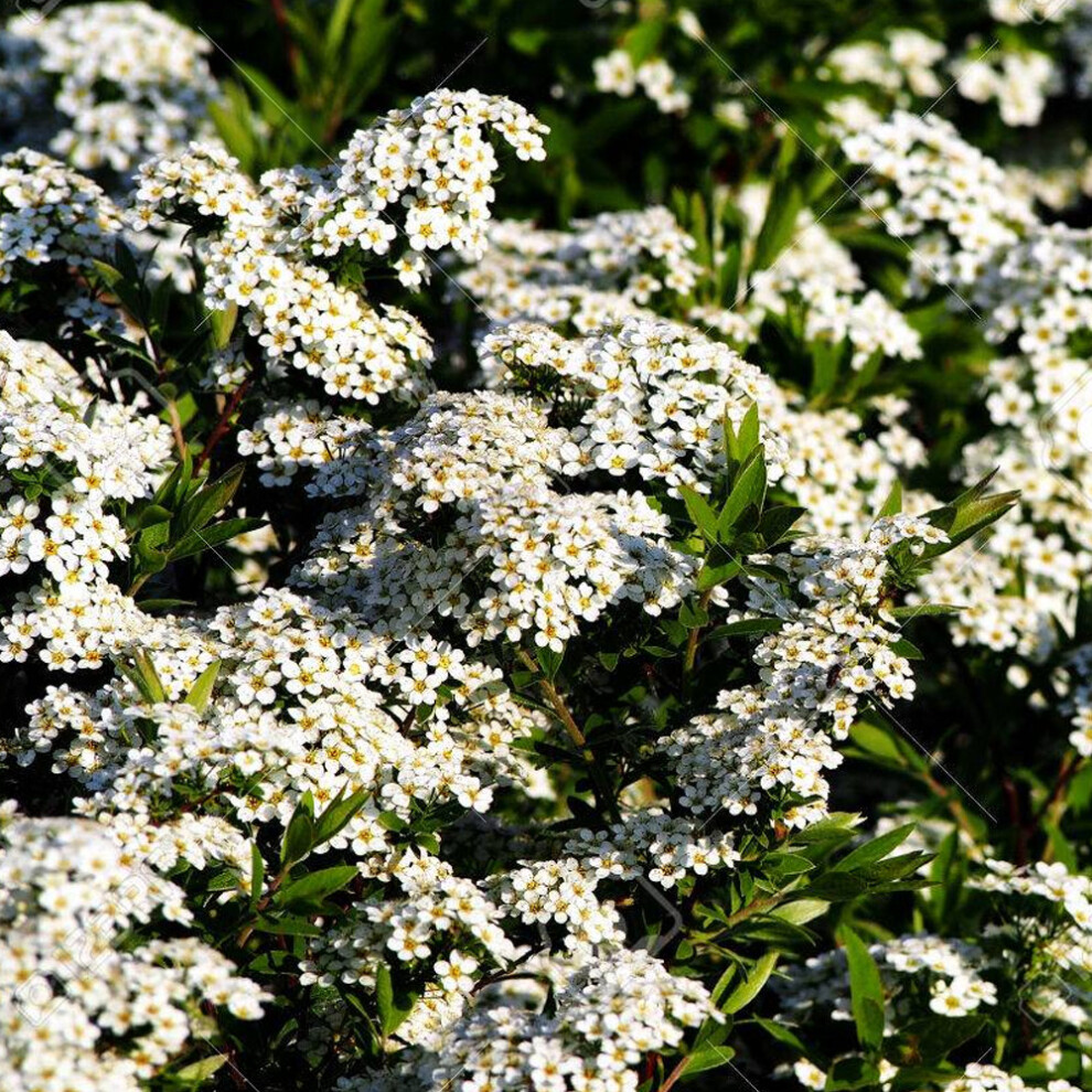 Spiraea x cinerea 'Grefsheim' Deciduous Hardy Compact Garden Shrub | 9cm Pot - Image 3