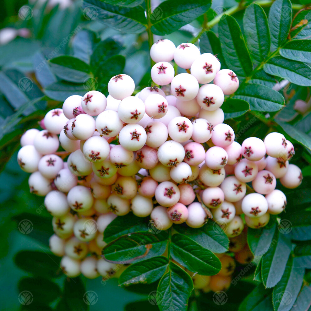 Gardeners Dream Sorbus Cashmiriana | Kashmir Rowan | Ornamental Garden Tree | 5-6Ft White