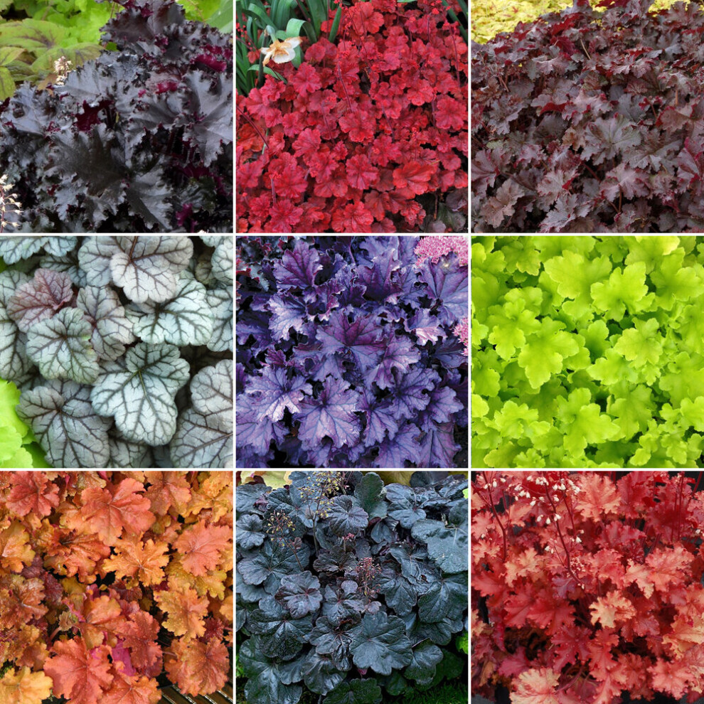 Gardeners Dream 5 X Heuchera Plant Mix - High Quality Established Plants In Pots Uk Grown