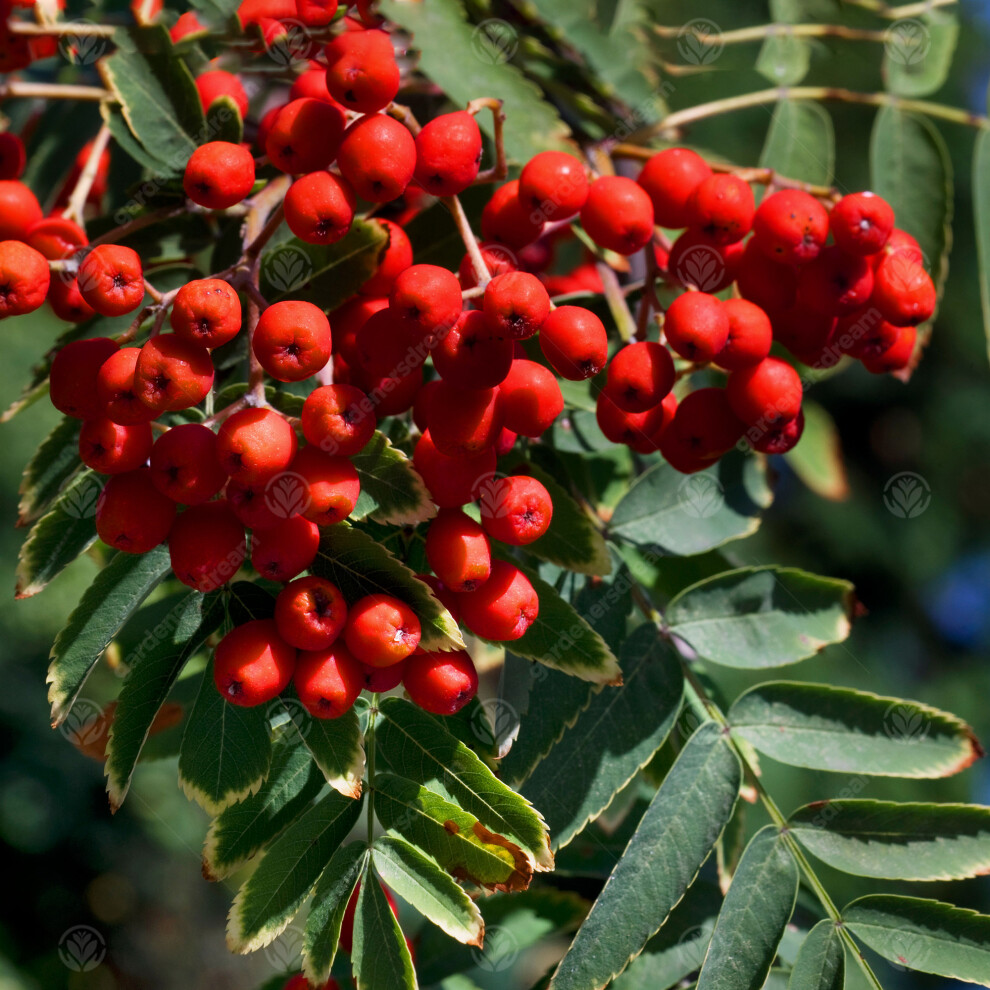 Sorbus 'Chinese Lace' | Mountain Ash | Ornamental Garden Tree | 5-6Ft