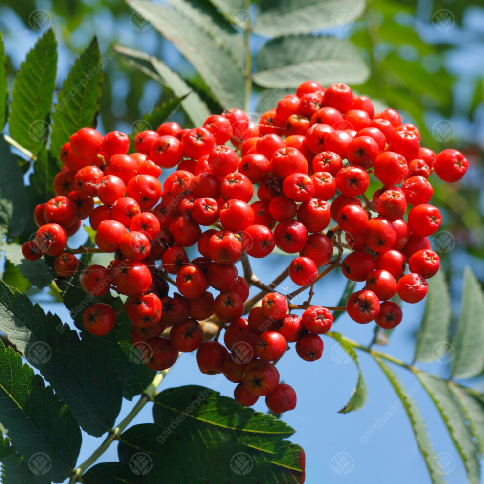 Gardeners Dream Sorbus Aucuparia 'Asplenifolia' | Cut Leaved Mountain Ash | Garden Tree | 5-6Ft