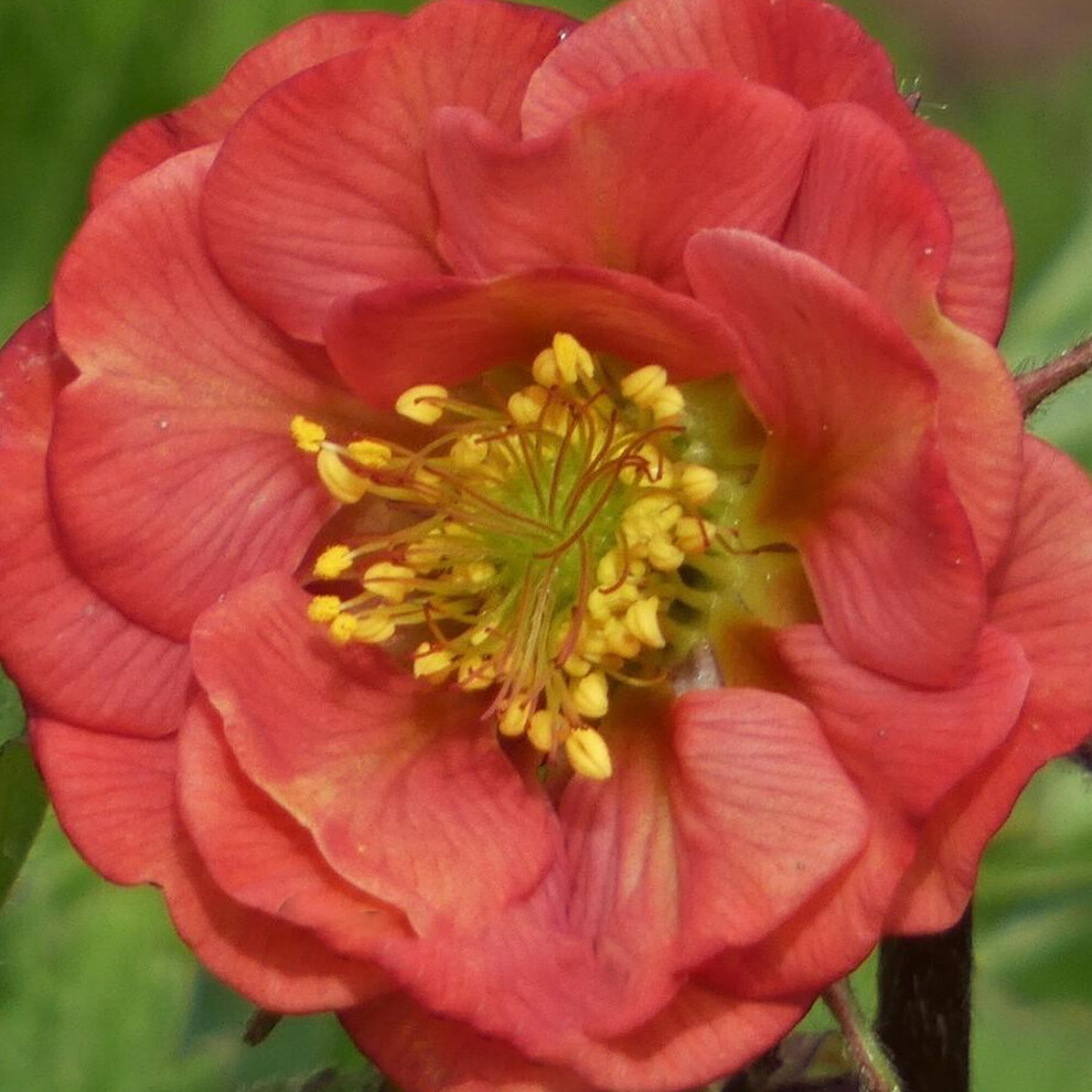 Geum 'Flames Of Passion' Compact Mounded Herbaceous Perennial Shrub | 9Cm Pot