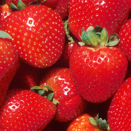 Gardeners Dream (20) Strawberry 'Marshmello' Fast Growing Bare Root Garden Bush Fruit Plants