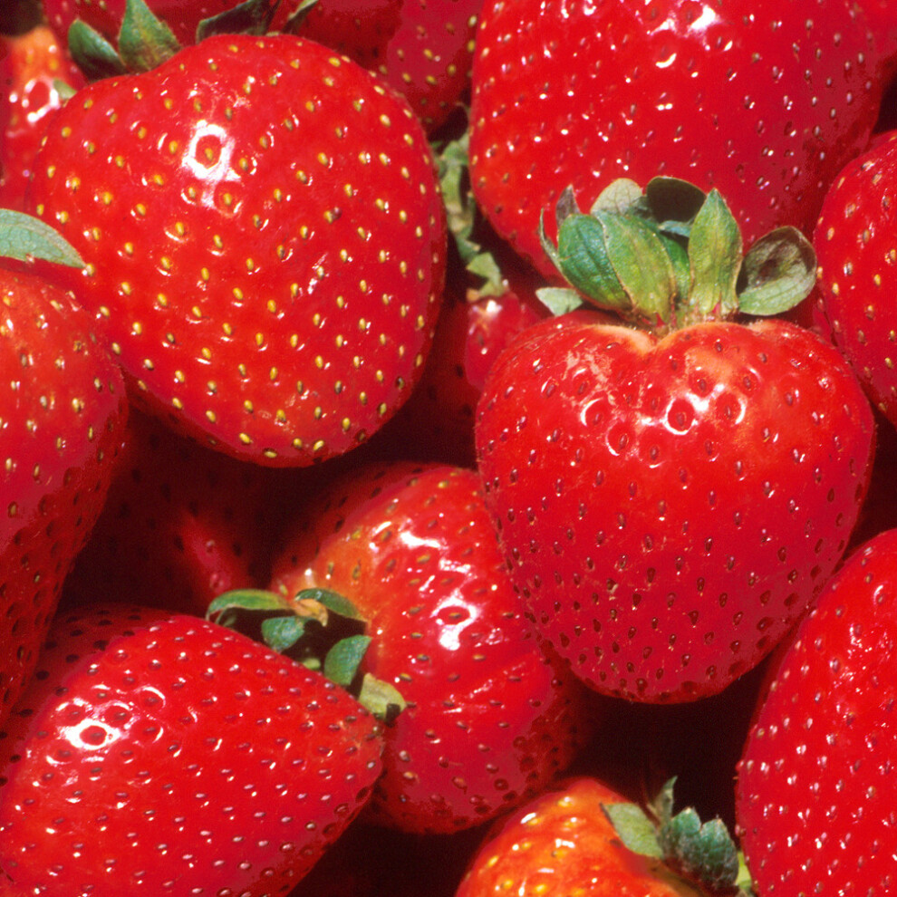 Gardeners Dream (20) Strawberry 'Marshmello' Fast Growing Bare Root Garden Bush Fruit Plants