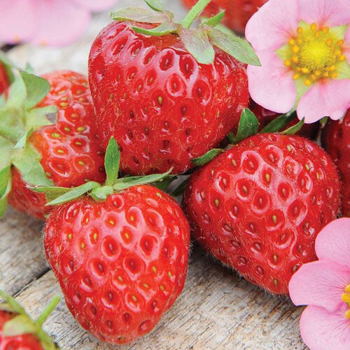 Gardeners Dream (10) Strawberry 'Marshmello' Fast Growing Bare Root Garden Bush Fruit Plants 2