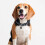 (S-M) Star Wars Darth Vader Pet Collar 3