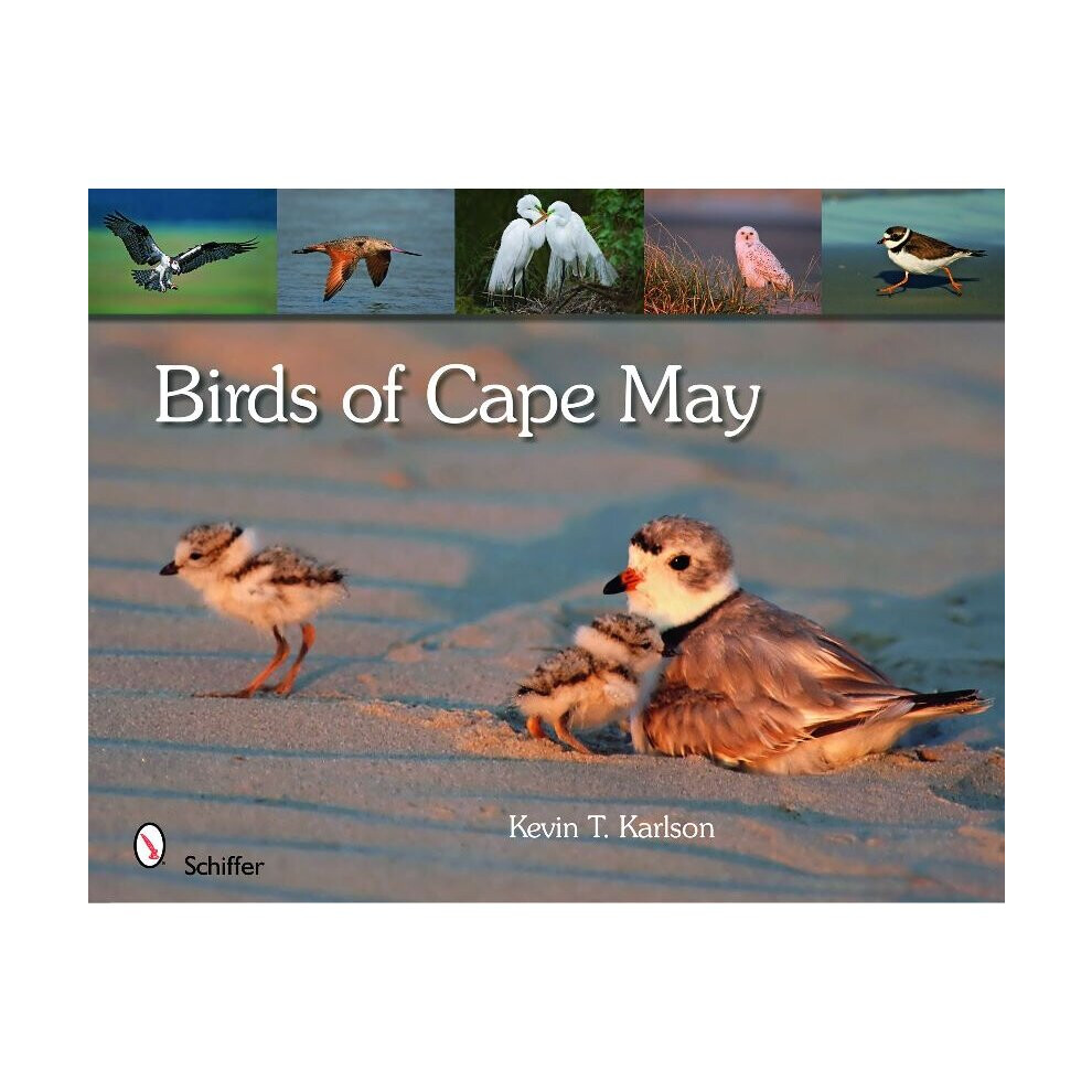 Birds of Cape May, New Jersey-image-OPC-P8HKZK6-NEW