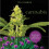 Cannabis 1