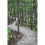 The Whole Forest for a Backyard 1
