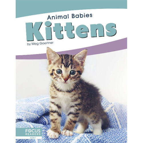Kittens Animal Babies