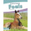 Foals Animal Babies 1