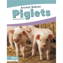 Piglets Animal Babies