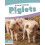Piglets Animal Babies 1