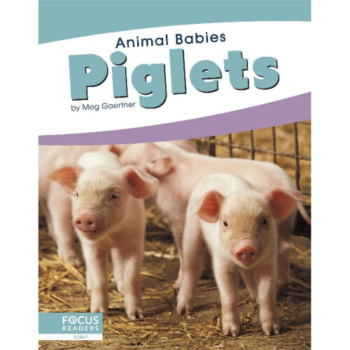 Piglets Animal Babies