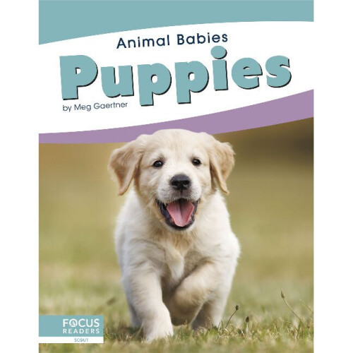 Puppies Animal Babies