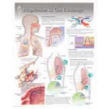 Respiration Gas Exchange Laminated Poster