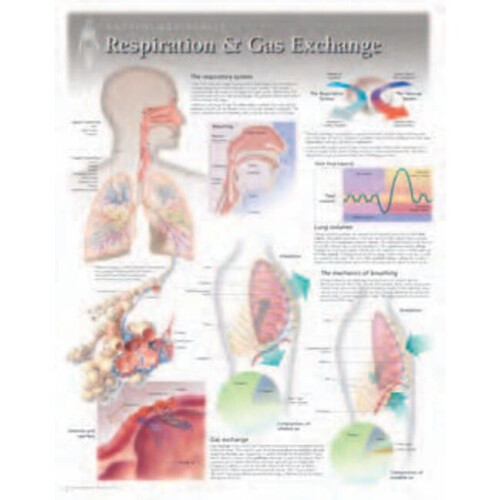 Respiration  Gas Exchange Laminated Poster