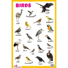 Birds Educational Chart