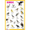 Birds Educational Chart 1