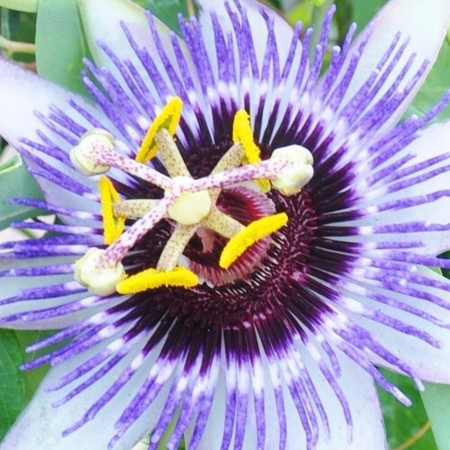 Passiflora 'Damsel's Delight' Passion Flower Hardy Shrub Climber | 9cm Pot