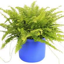 Indoor Nephrolepis Boston Fern For Home Or Office (25-35Cm Incl. Pot)
