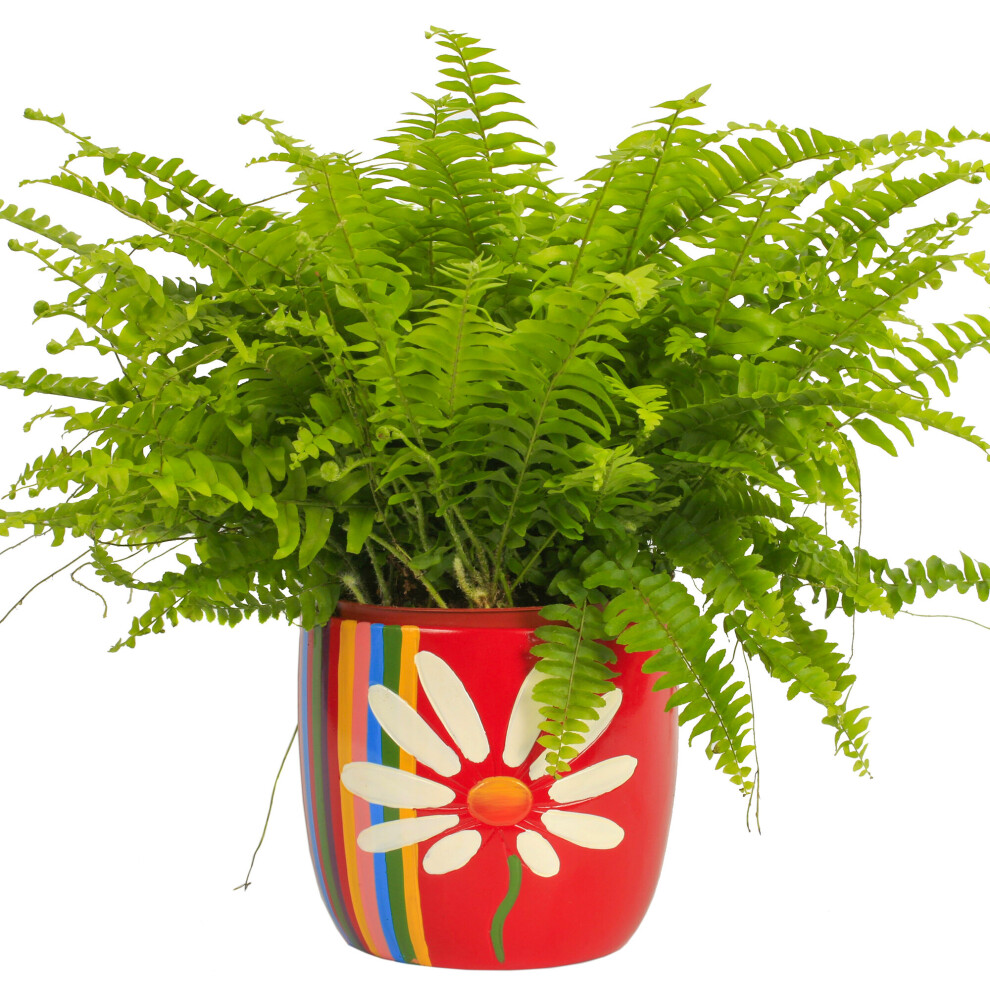 1 X Boston Fern Evergreen 25-35Cm Potted House Plant For Sale
