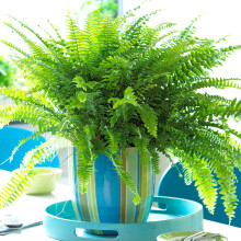 Stunning Nephrolepis Boston Fern Reliable Unique House Plant (25-35Cm Incl. Pot)