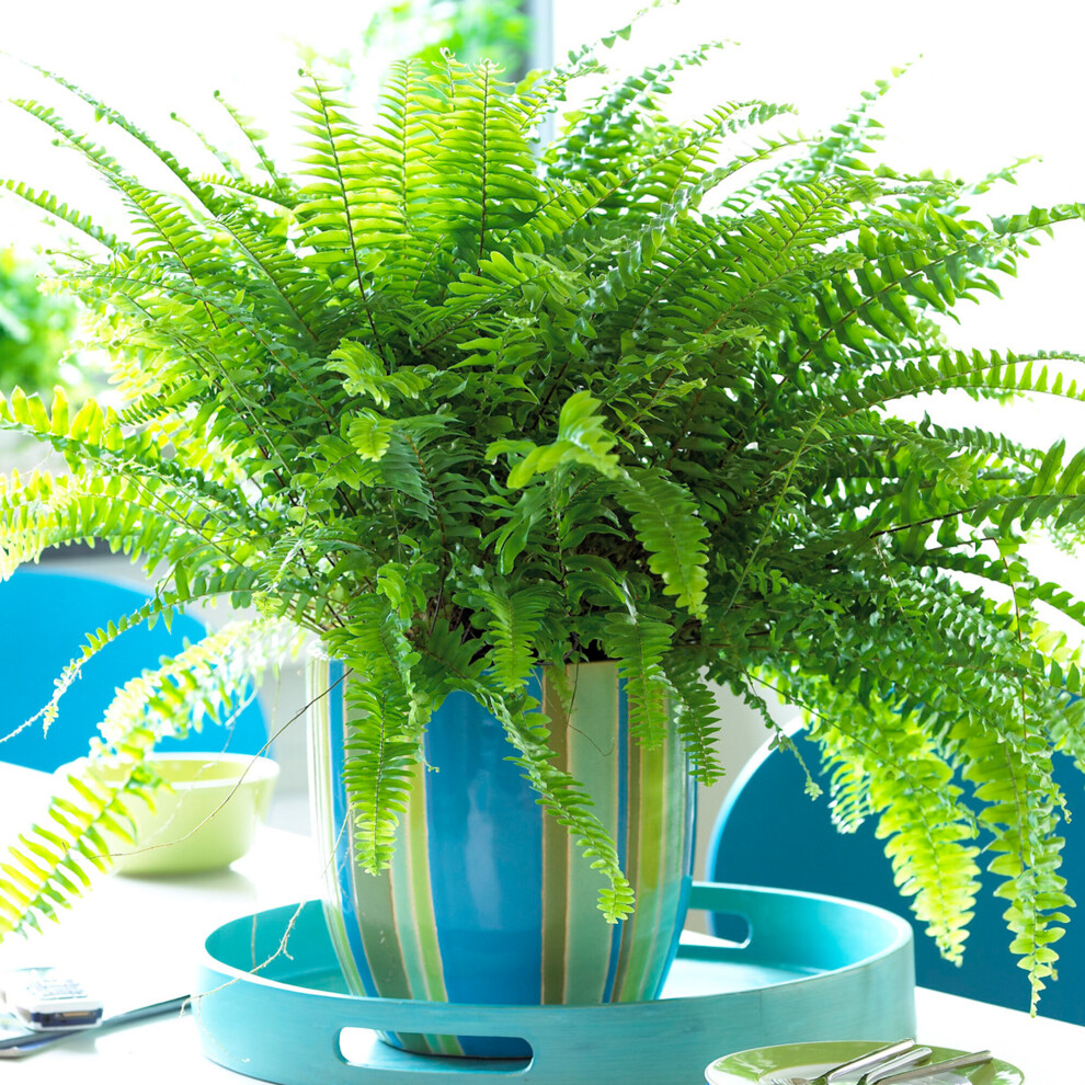 Stunning Nephrolepis Boston Fern Reliable Unique House Plant (25-35Cm Incl. Pot)