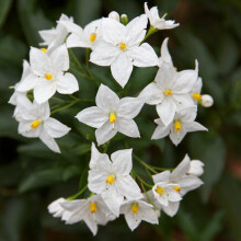 1 X Solanum Jasminoides 'Album' Jasmine Nightshade Semi Evergreen Shrub In Pot