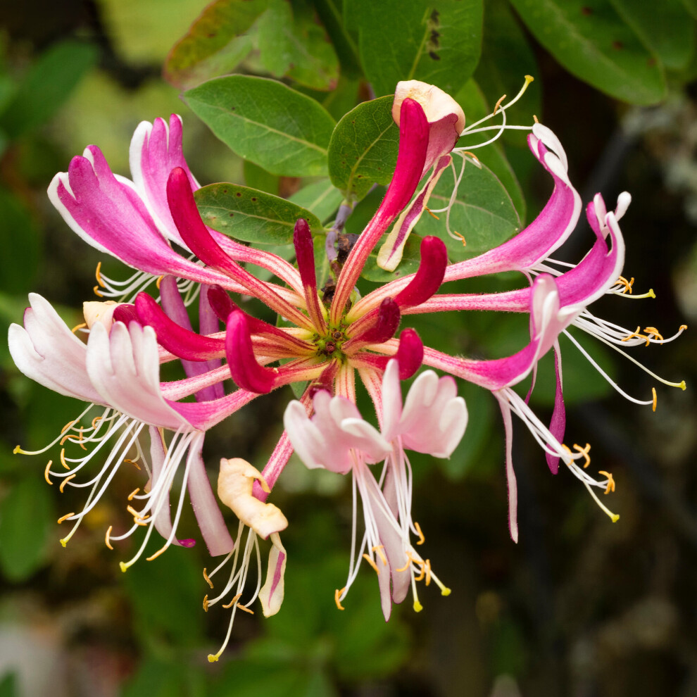 1 X Lonicera 'Serotina' Deciduous Climber Hardy Garden Plant In Pot