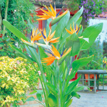 11Cm Strelitzia Reginae Tropical Plant Bird Of Paradise Evergreen Grow Your Own