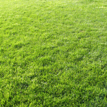 25Kg Gardeners Dream Hard-Wearing Premium Tough Back Garden Lawn Grass Seed