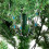 Christmas Tree 6FT 920 Branches Flocking Spray White Plus Pine Cone 11