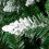 Christmas Tree 6FT 920 Branches Flocking Spray White Plus Pine Cone 10