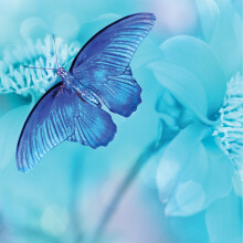 Blue Butterfly Blank Any Occasion Greeting Card Second Nature Gallery Cards