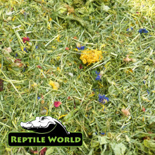 (300g (3x100g)) Reptile World Tortoise Edible Bedding - Flower & Plant Bedding Food, Botanical
