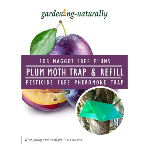 (Trap and Refill) Plum Moth Trap and Refill