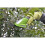 ToolTronix Cordless Electric Shrub Grass Lawn Shearer / Trimmer 2