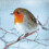 Woodmansterne Pack of 5 Christmas Visitor  Christmas Cards Supporting Multiple Charities 1
