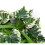 Best Artificial 7ft - 210cm Variegated Grape Ivy Garland - IL01 7