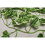 Best Artificial 7ft - 210cm Variegated Grape Ivy Garland - IL01 8
