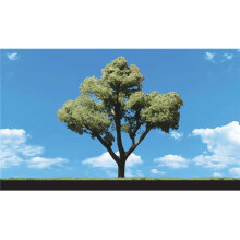 3-4 in. Early Light Trees